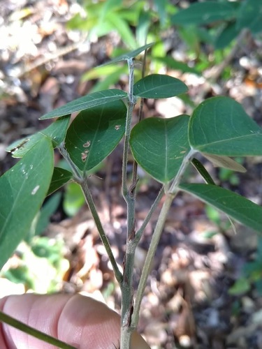 Image of Wild Pea (Grona nemorosa) by (c) Tony van Kampen, some rights reserved (CC BY)