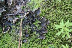 Peltigera neckeri