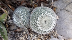 Mammillaria chionocephala