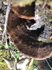 Rigidoporus microporus