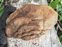 Rigidoporus microporus