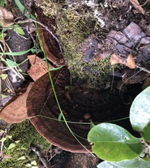 Rigidoporus microporus