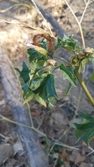 Datura stramonium