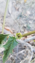 Datura stramonium