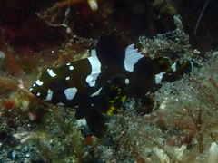 Epinephelus maculatus