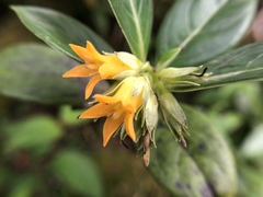 Geniostoma hedyosmifolium