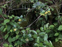 Geniostoma hedyosmifolium