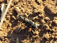 Cicindela schauppii