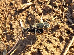 Cicindela schauppii