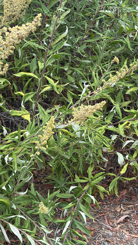 iNaturalist observation photo of California mugwort