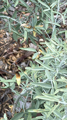 iNaturalist observation photo of Harlequin Bug