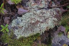 Xanthoparmelia stenophylla