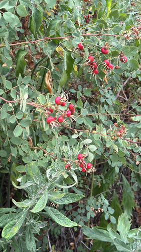 iNaturalist observation photo of California Wild Rose
