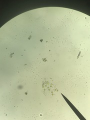 Chlorophyta