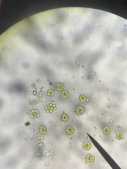 Chlorophyta
