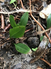 Chiloglottis cornuta