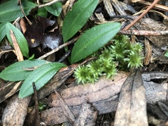 Chiloglottis cornuta