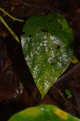 Lycianthes pauciflora