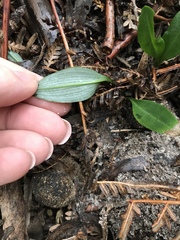 Chiloglottis cornuta