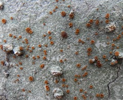 Brigantiaea leucoxantha