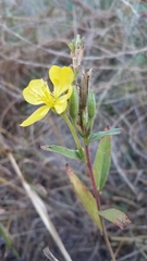 Oenothera elata hirsutissima