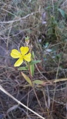 Oenothera elata hirsutissima