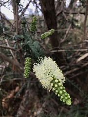 Melaleuca squarrosa