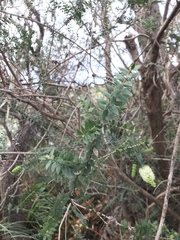 Melaleuca squarrosa