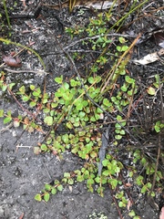 Gonocarpus micranthus