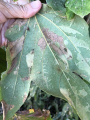 Diplocarpon