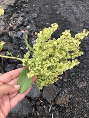 Rumex skottsbergii