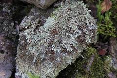 Xanthoparmelia stenophylla