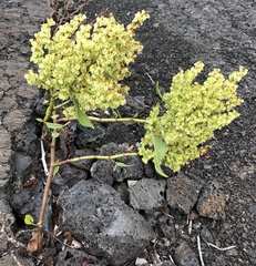 Rumex skottsbergii