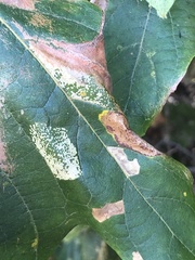 Diplocarpon