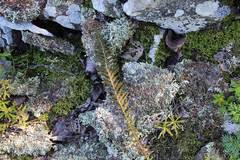 Xanthoparmelia stenophylla