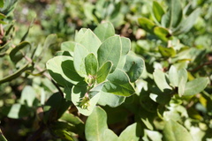 Arctostaphylos crustacea