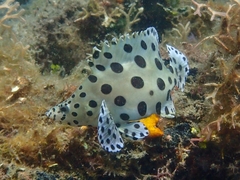 Chromileptes altivelis