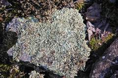 Xanthoparmelia stenophylla