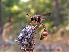 Eumenes smithii