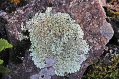 Xanthoparmelia stenophylla