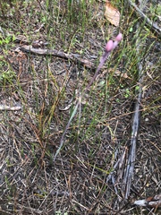 Thelymitra rubra