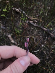 Thelymitra rubra