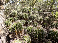 Ferocactus flavovirens