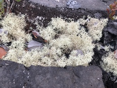 Cladonia leiodea