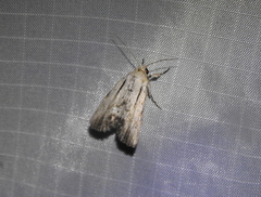 Catabenoides
