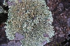 Xanthoparmelia stenophylla