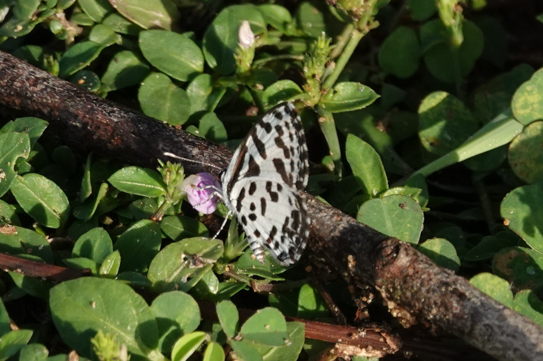 Common Pierrot