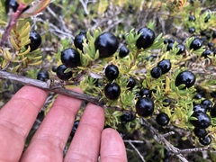 Coprosma ernodeoides