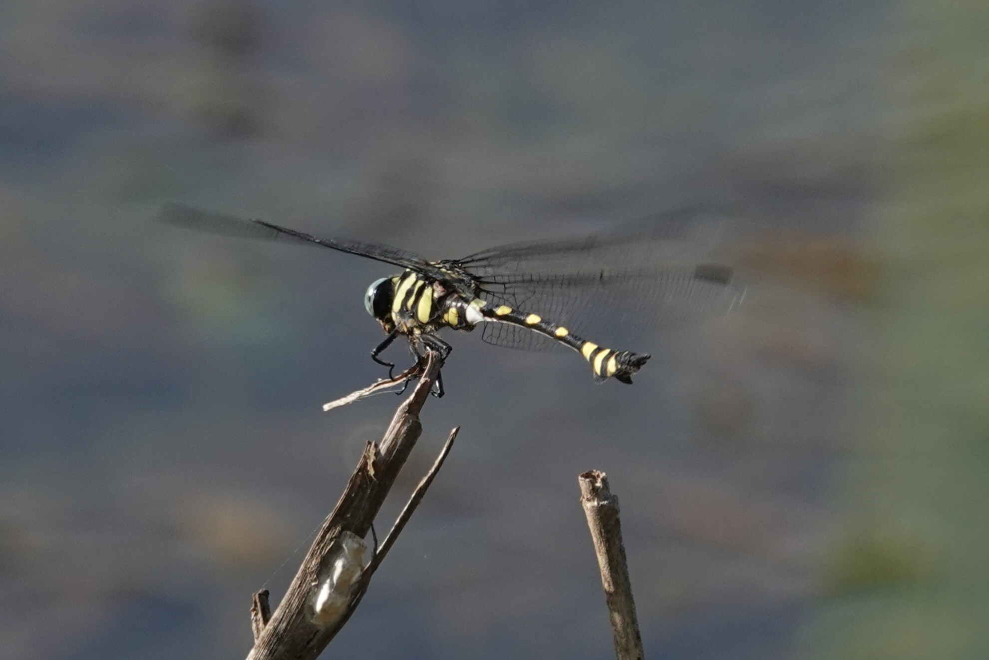 Indian Common Clubtail