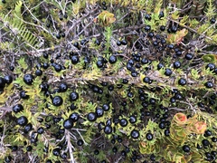 Coprosma ernodeoides